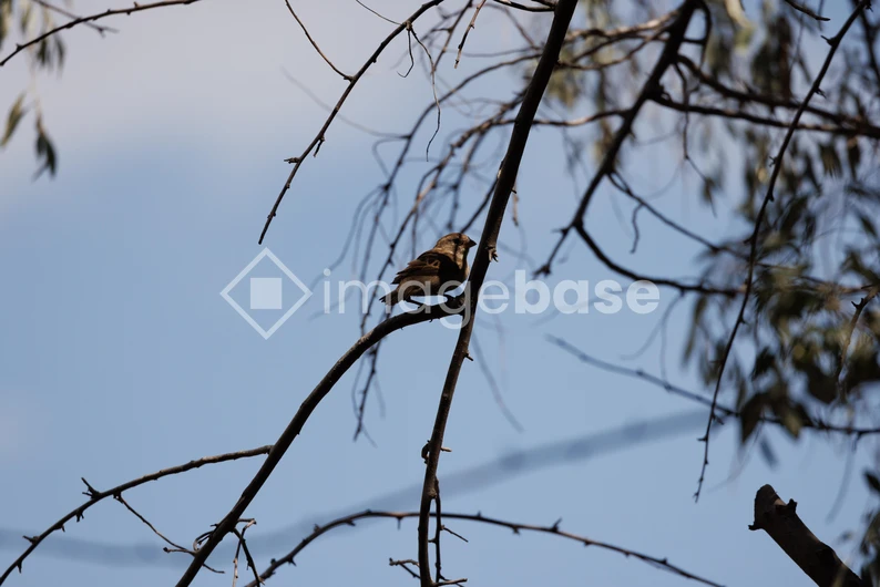 Sparrow on a Branch