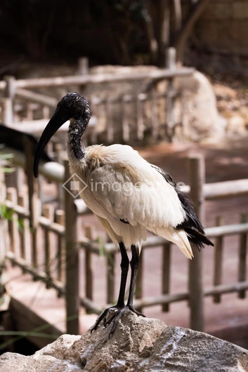 Bird on Rock in Enclosure
