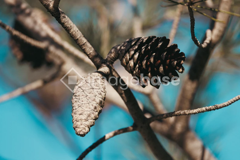 Close-up of Pine Cones