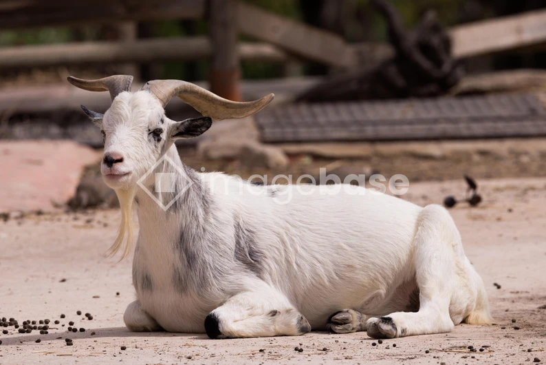 Resting Goat