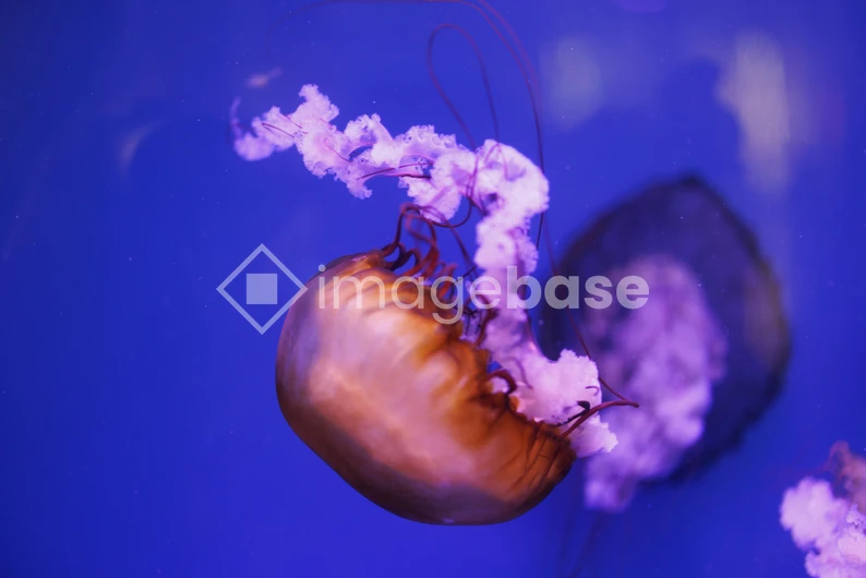 Graceful Jellyfish