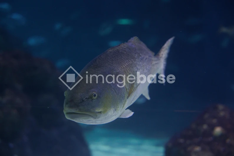 Underwater Fish