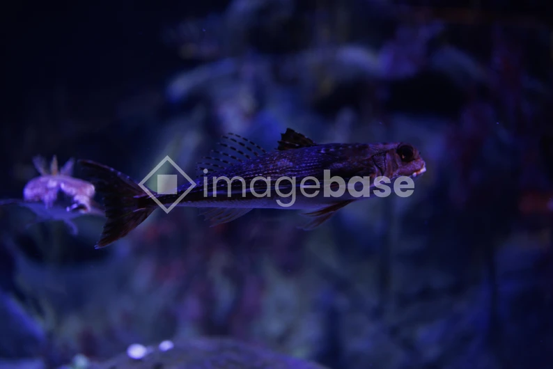 Underwater Mystery