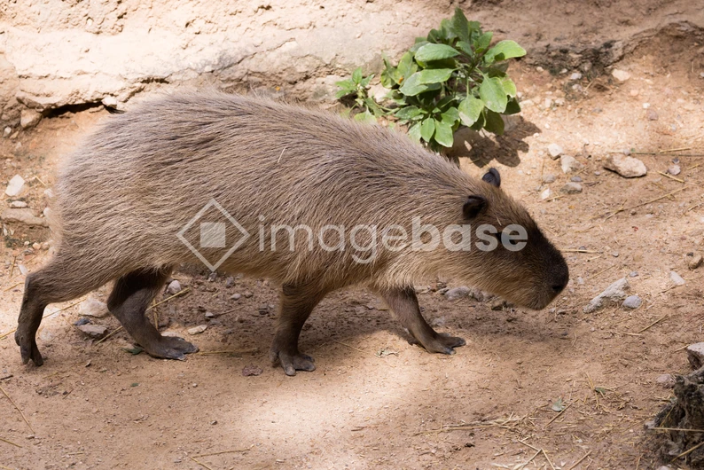 Capybara in Natural Habitat