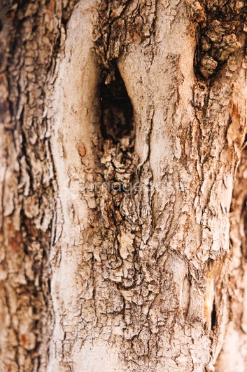 Close-up of Tree Bark