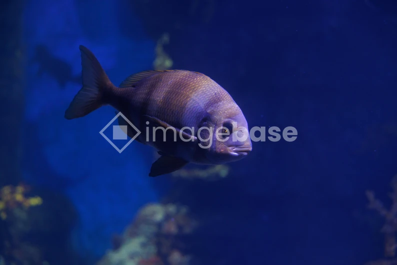 Serene Aquarium Fish
