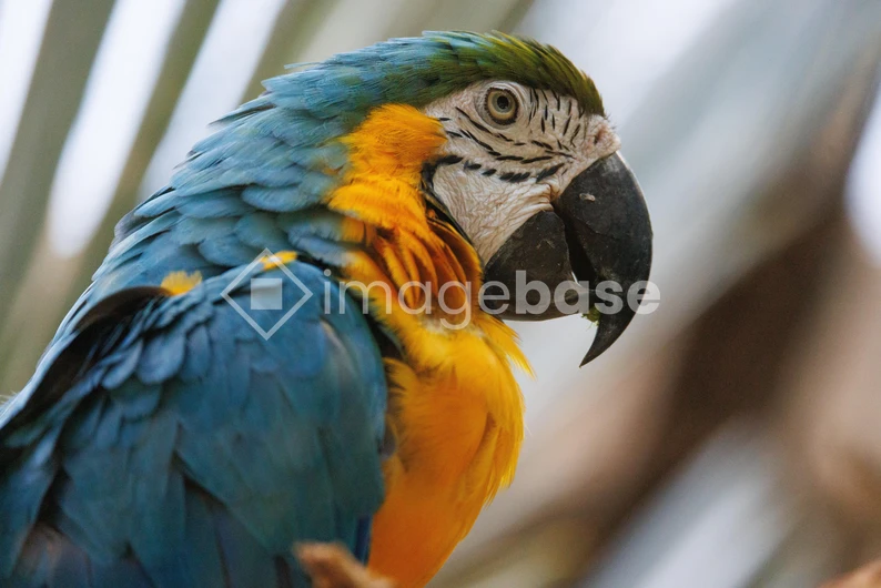 Colorful Macaw Portrait
