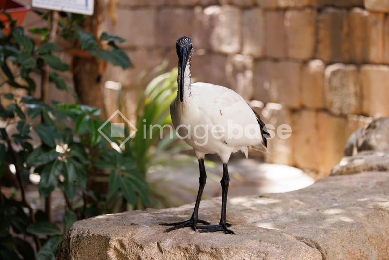 Ibis in Natural Habitat