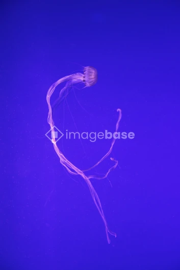 Elegant Jellyfish