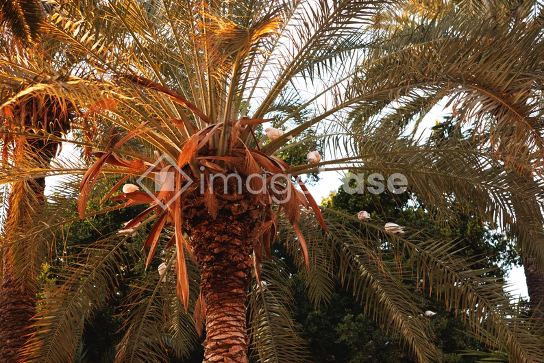 Sunny Palm Tree