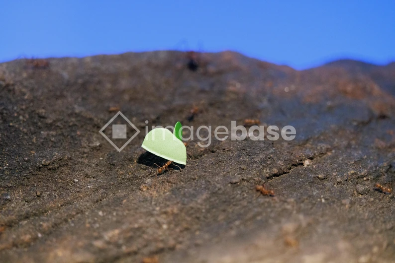 Leafcutter Ant on the Move