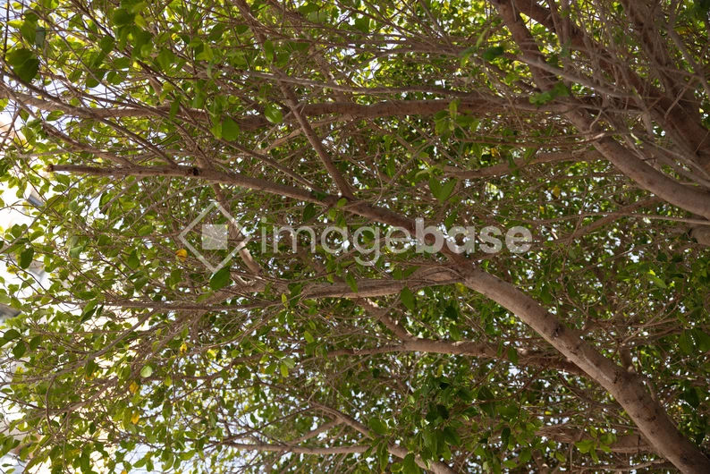 Lush Green Tree Branches
