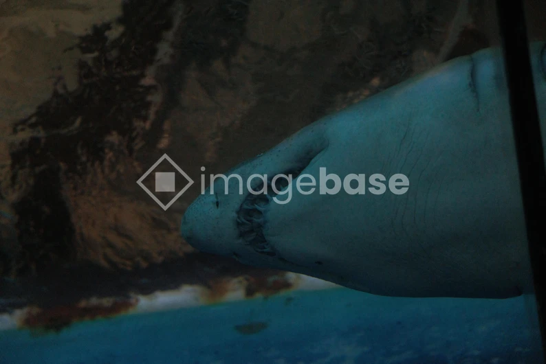 Underwater Predator