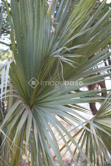 Vibrant Palm Leaves