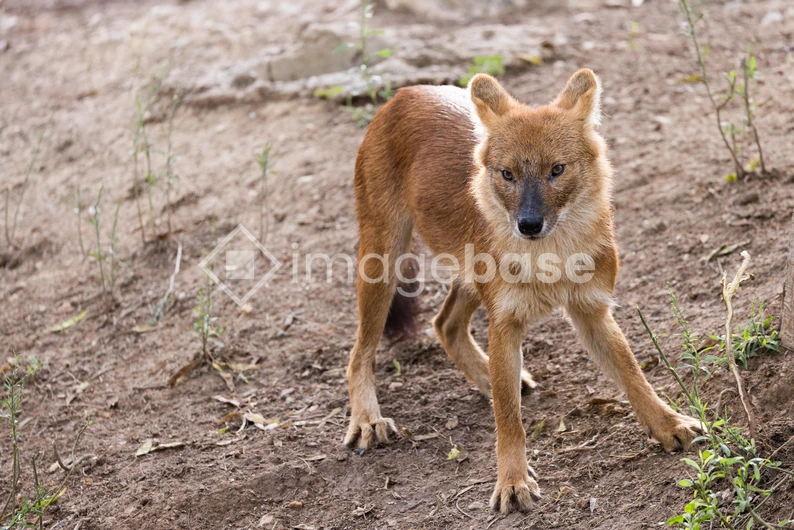 Wild Canine in Natural Habitat