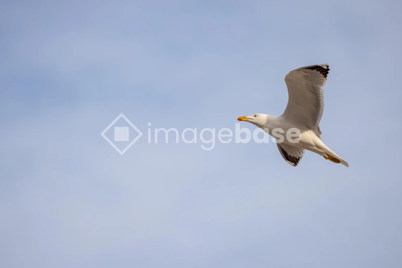 Soaring Seagull