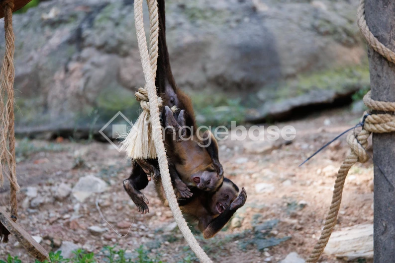 Playful Capuchin Monkeys on a Rope