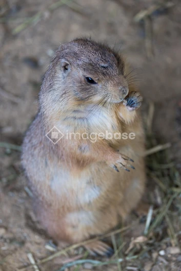 Prairie Dog Close-up