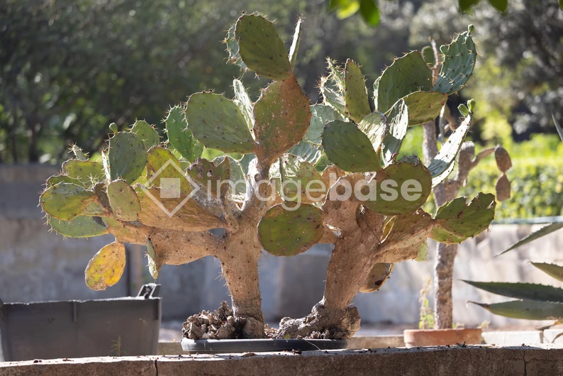 Potted Cactus in Sunlight