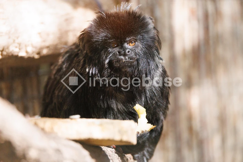 Tamarin Monkey Eating