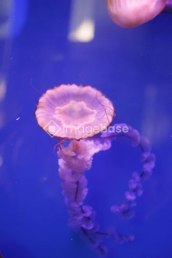Graceful Jellyfish in Blue Waters