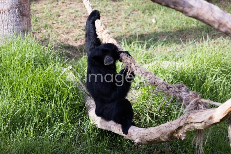 Gibbon on a Rope Swing
