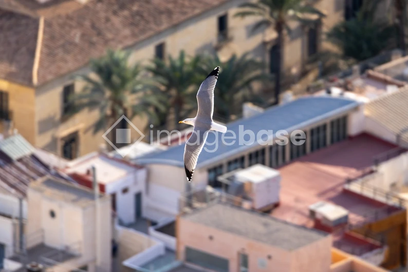 Seagull in Urban Sky