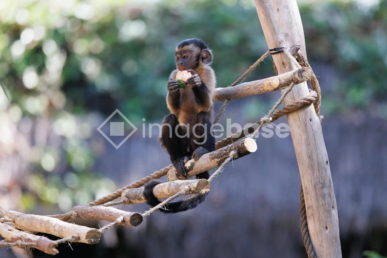 Monkey Eating on Rope