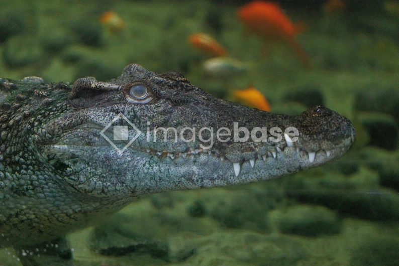Crocodile in Water