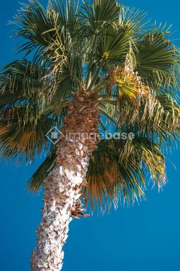 Palm Tree Against Blue Sky