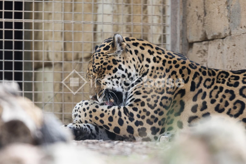 Caged Jaguar Resting