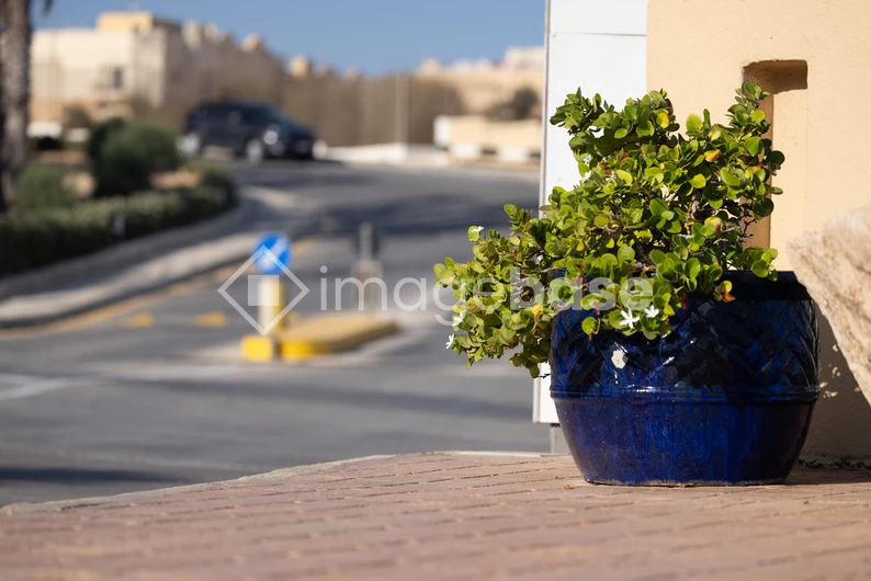 Potted Plant on a Sunny Street