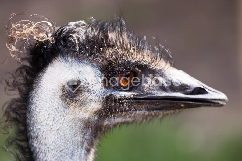 Close-up of an Emu