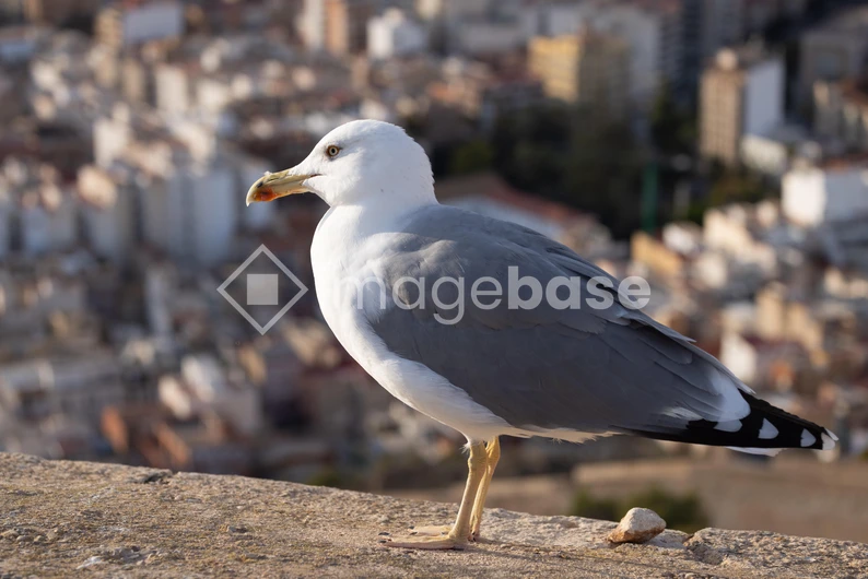 Seagull Overlooking Cityscape
