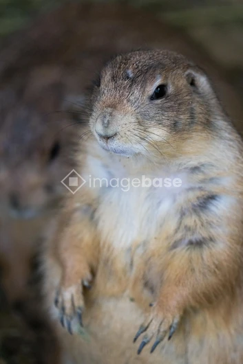 Prairie Dog Posing