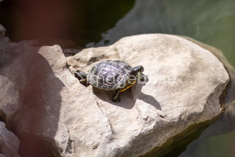 Turtle on Rock