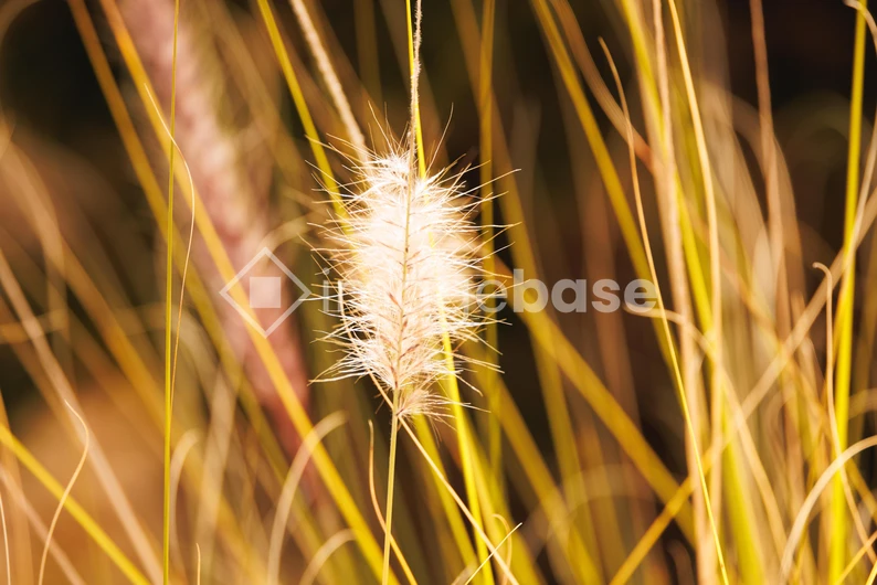 Golden Grass Close-up