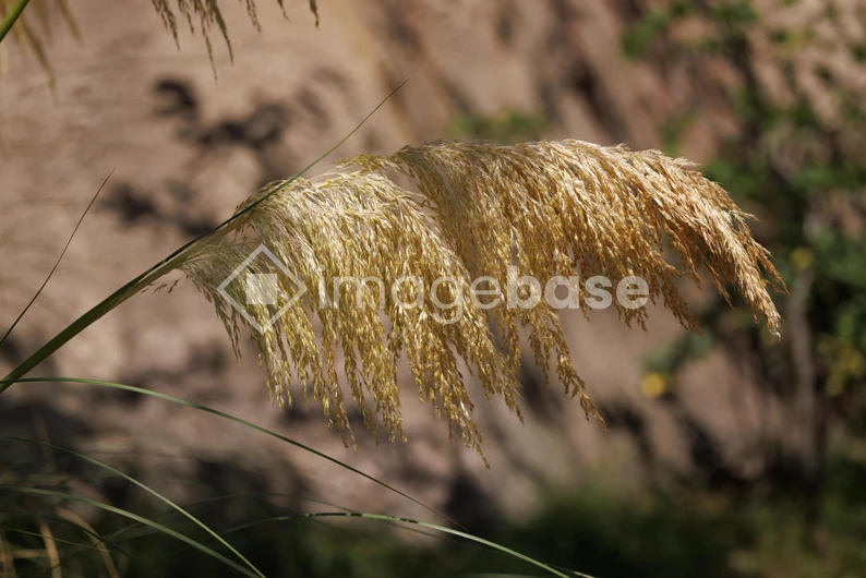Golden Pampas Grass