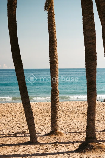 Tropical Beach View