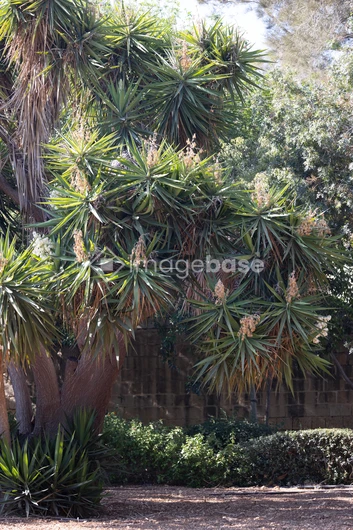 Lush Greenery with Spiky Trees