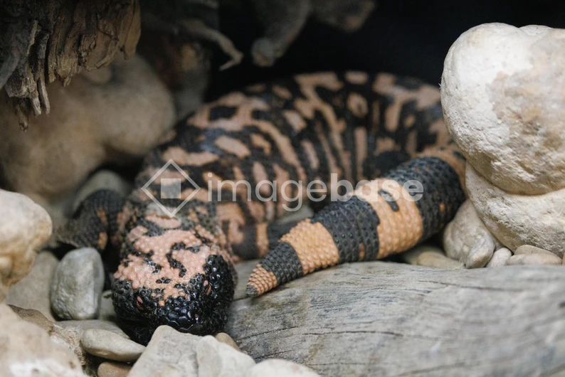 Gila Monster in Its Habitat