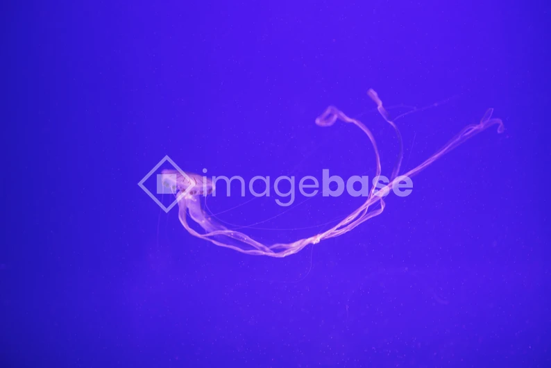 Graceful Jellyfish in Blue Waters
