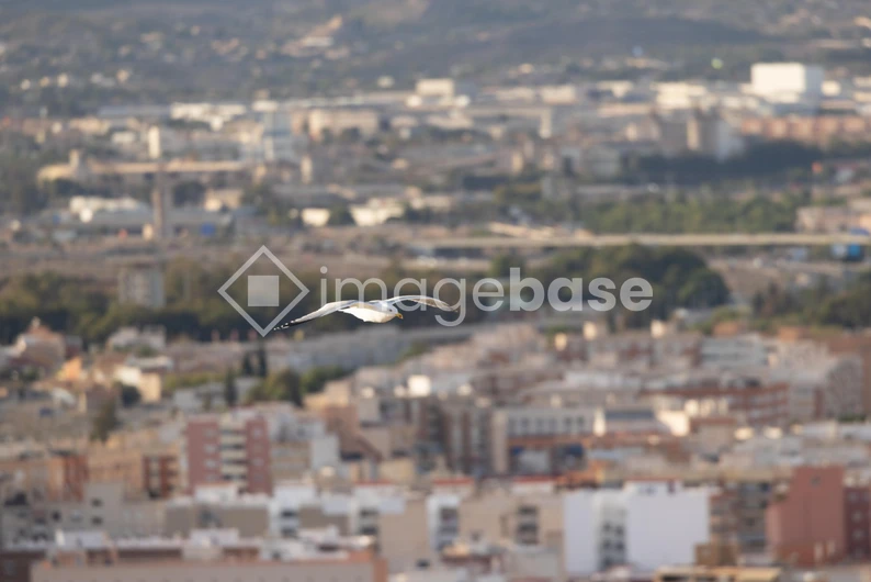 Flying Bird Over Cityscape