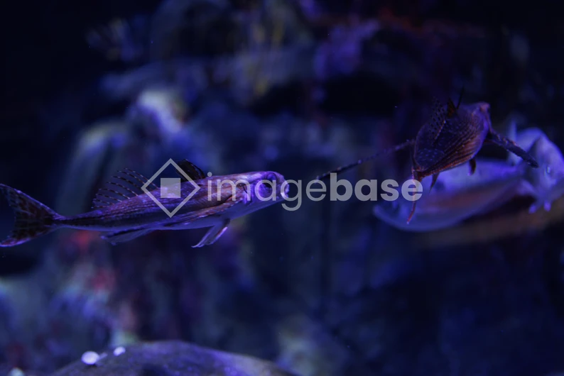 Mystical Aquarium Scene