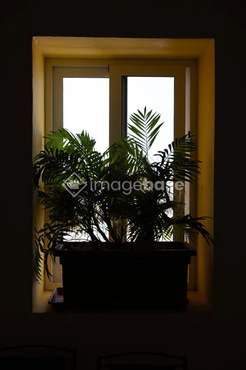 Silhouette of Indoor Plants in Window