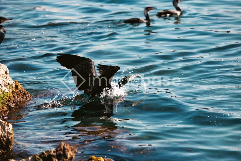 Birds by the Water