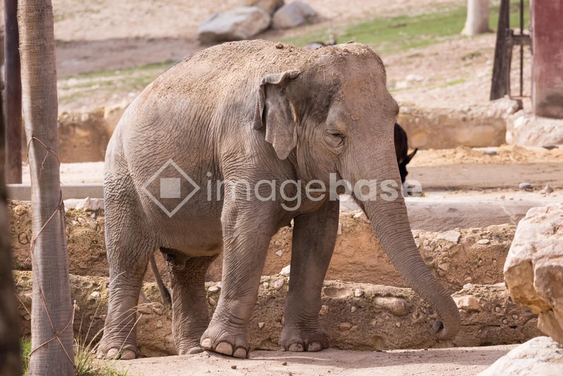 Elephant in a Natural Habitat