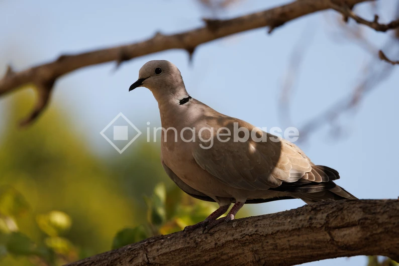 Dove on a Tree Branch
