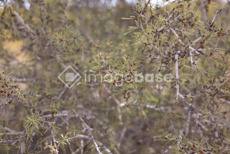 Dense Shrubbery in Nature