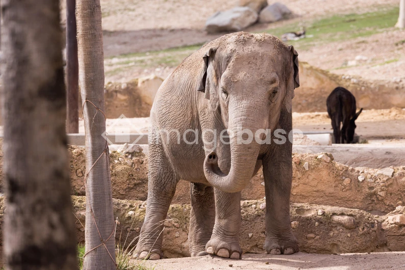 Elephant in Natural Habitat